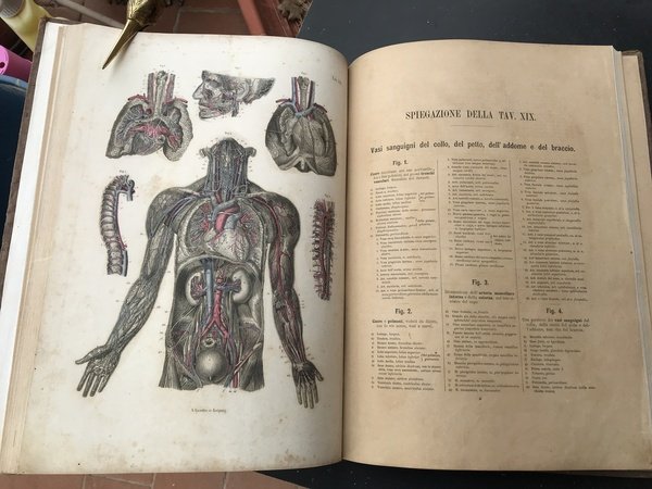 Atlante di anatomia dell'uomo. Traduzione italiana autorizzata sulla sesta edizione …