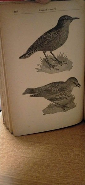 Il canarino. I migliori uccelli canori indigeni.