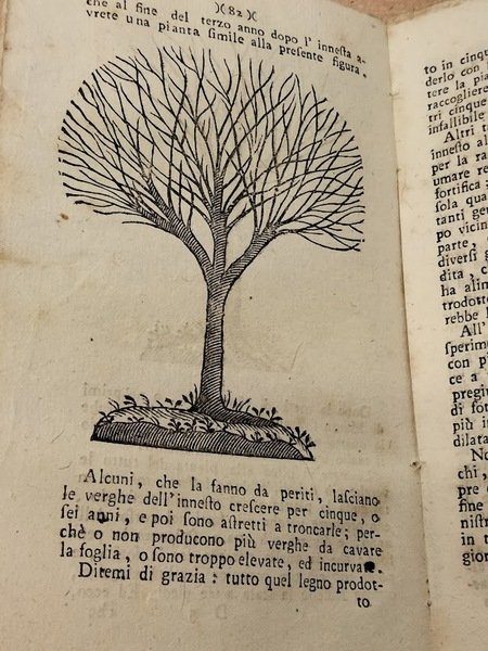 L'ortolano in villa e l'accurato giardiniere in città. Cioè regole … | Immagine Gallery 2