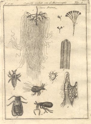 Oggetti veduti con il microscopio, tav. I. Tratta dal Dizionario …