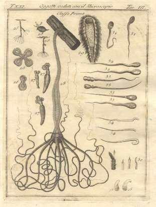 Oggetti veduti con il microscopio, tav. III. Tratta dal Dizionario …