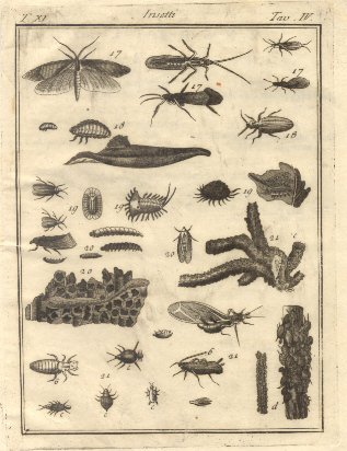 Insetti, tav. IV. Tratta dal Dizionario Universale delle arti e …