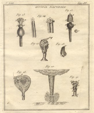 Istoria Naturale, tav. III. Tratta dal Dizionario Universale delle arti …