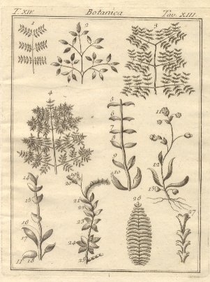 Botanica, tav. XIII. Tratta dal Dizionario Universale delle arti e …