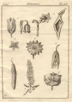 Botanica, tav. XIV. Tratta dal Dizionario Universale delle arti e …