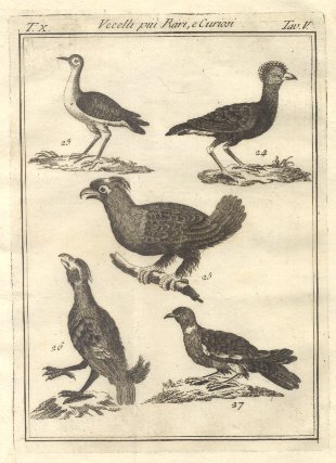 Uccelli più rari e curiosi, tav. V. Tratta dal Dizionario …