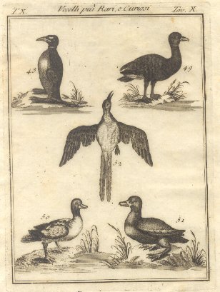 Uccelli più rari e curiosi, tav. X. Tratta dal Dizionario …