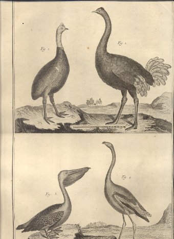 Suite du Regne Animal: Oiseaux,