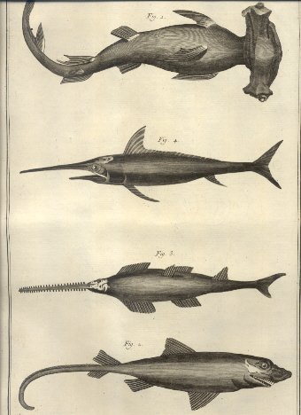 Suite du Regne Animal: Poissons, Insectes, Polypiers.