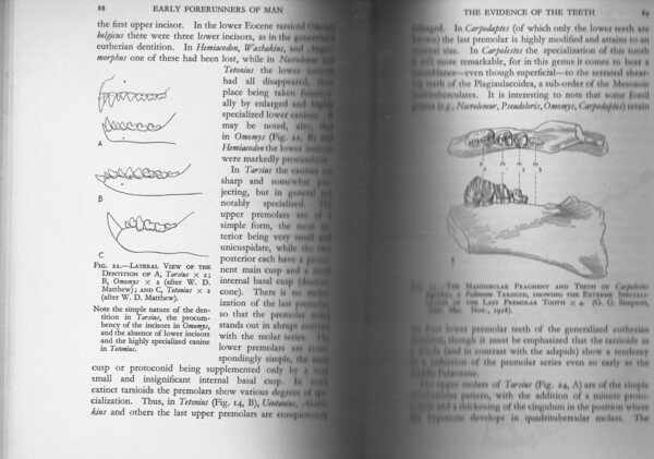 Early forerunners of man a morphological study of the evolutionary …