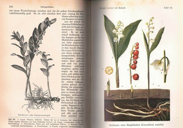Lehrbuch der Botanik für höhere Lehranstalten und die Hand des …