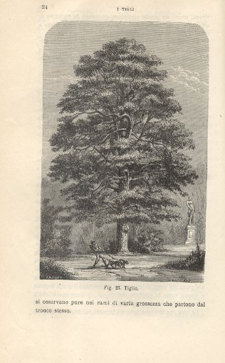 Primo studio delle piante per il terzo anno del ginnasio …