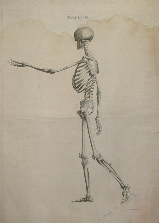 Icones Anatomicae quotquot sunt celebriores ex optimis neotericorum operibus summa …