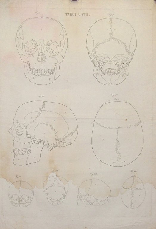 Icones Anatomicae quotquot sunt celebriores ex optimis neotericorum operibus summa …