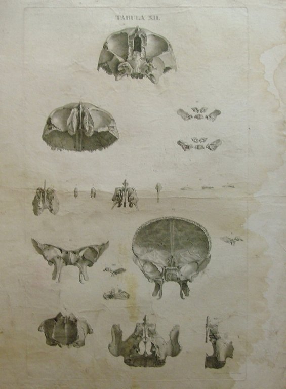 Icones Anatomicae quotquot sunt celebriores ex optimis neotericorum operibus summa …