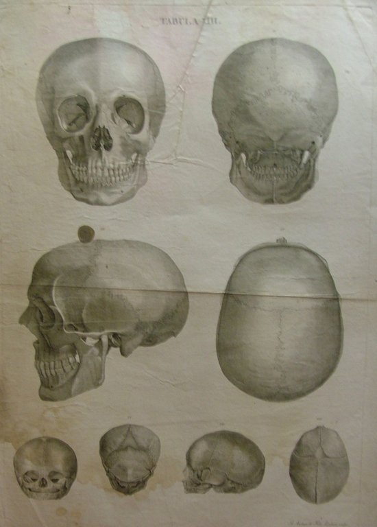 Icones Anatomicae quotquot sunt celebriores ex optimis neotericorum operibus summa …