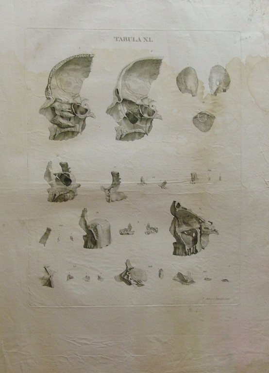 Icones Anatomicae quotquot sunt celebriores ex optimis neotericorum operibus summa …