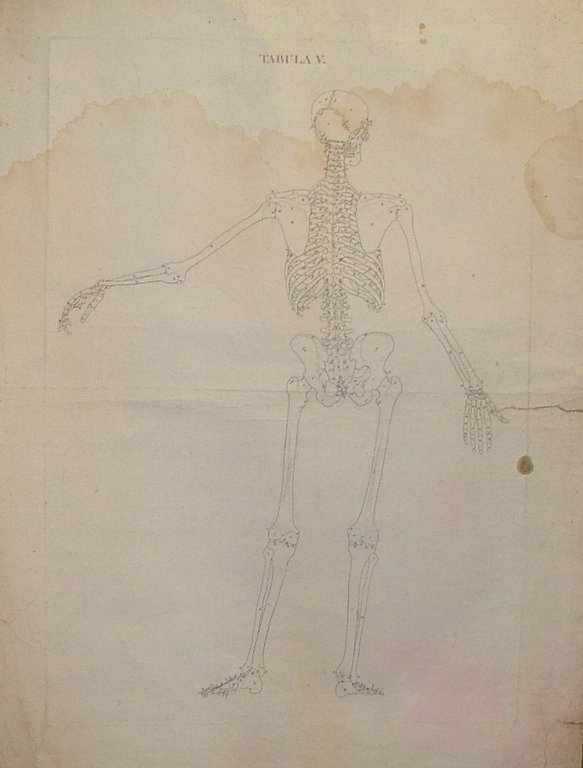 Icones Anatomicae quotquot sunt celebriores ex optimis neotericorum operibus summa …