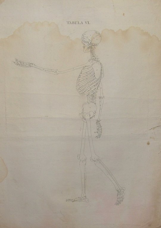 Icones Anatomicae quotquot sunt celebriores ex optimis neotericorum operibus summa …