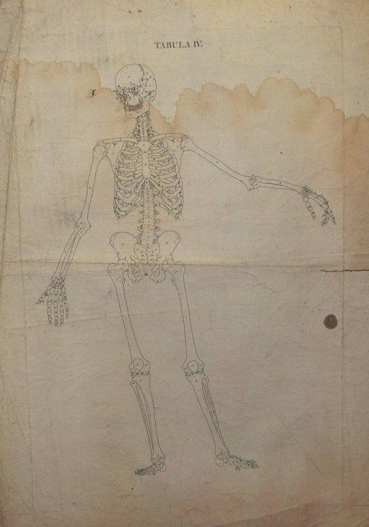 Icones Anatomicae quotquot sunt celebriores ex optimis neotericorum operibus summa …