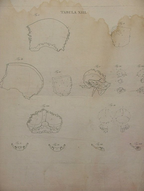 Icones Anatomicae quotquot sunt celebriores ex optimis neotericorum operibus summa …