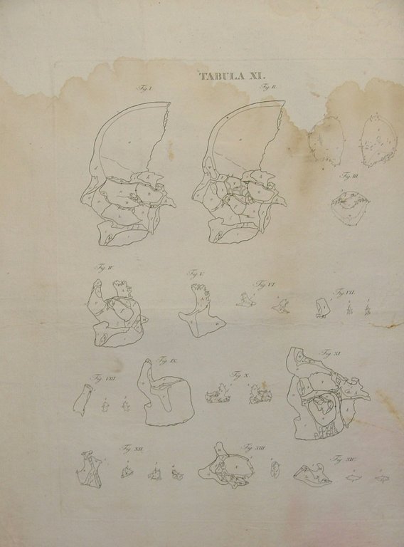 Icones Anatomicae quotquot sunt celebriores ex optimis neotericorum operibus summa …