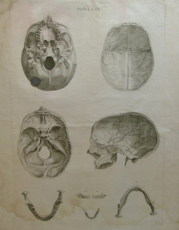 Icones Anatomicae quotquot sunt celebriores ex optimis neotericorum operibus summa …