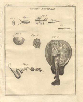 Istoria Naturale, tav. I. Tratta dal Dizionario Universale delle arti …