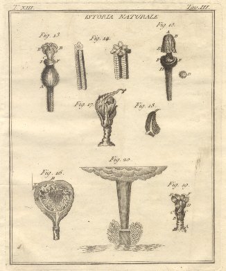Istoria Naturale, tav. III. Tratta dal Dizionario Universale delle arti …