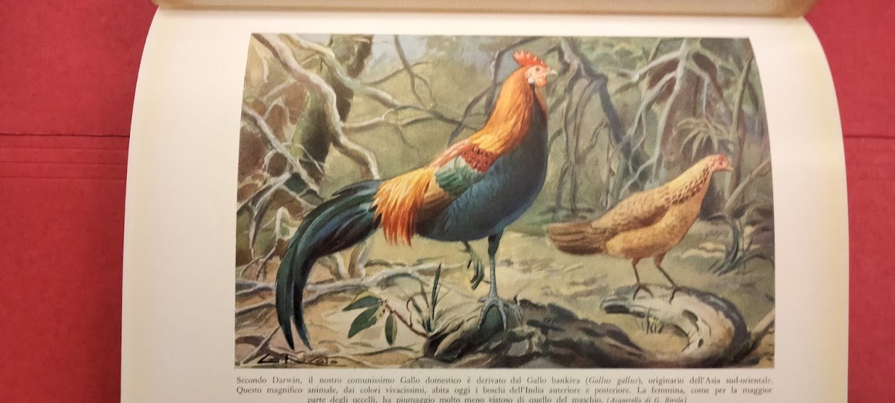 Nel regno degli animali. | Immagine principale