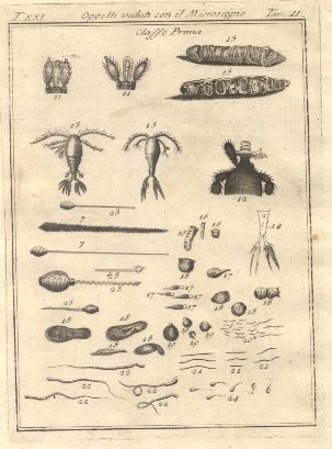 Oggetti veduti con il microscopio, tav. II. Tratta dal Dizionario …
