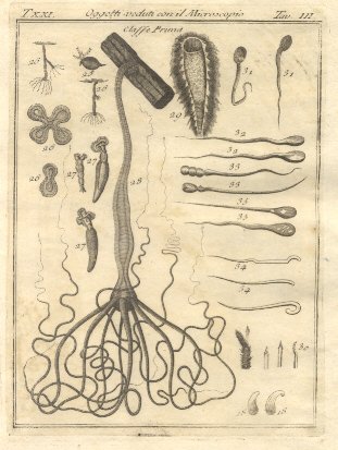 Oggetti veduti con il microscopio, tav. III. Tratta dal Dizionario …