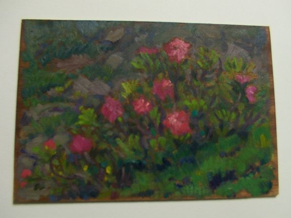 Rododendro in fiore.