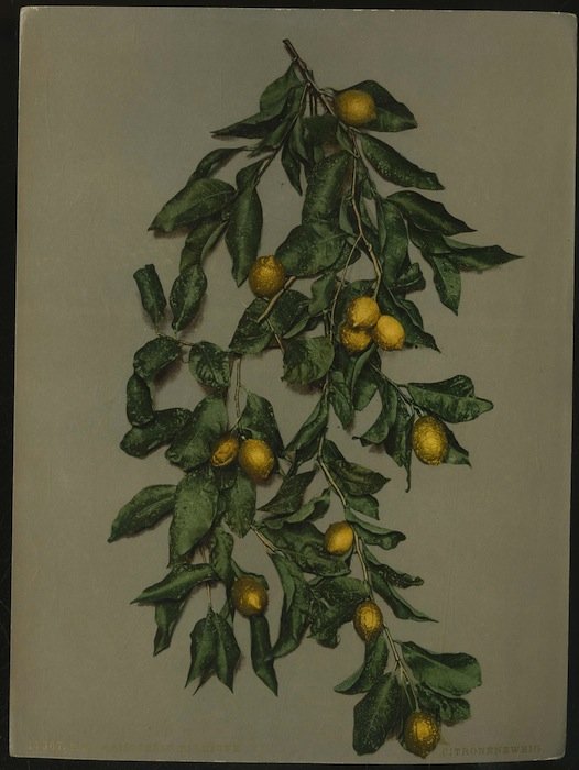 17367. P. Z. - Ramocello di Limone. Citronenzweig.