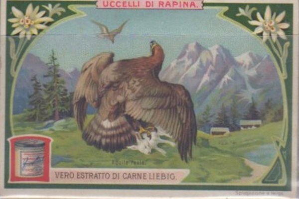 Uccelli di rapina.