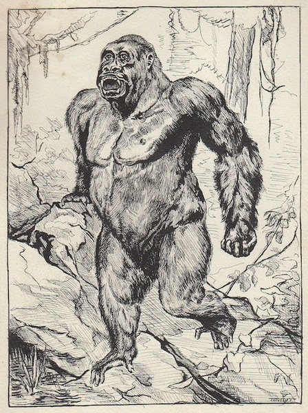 Il gorilla Â”beringÃ¨Â”.