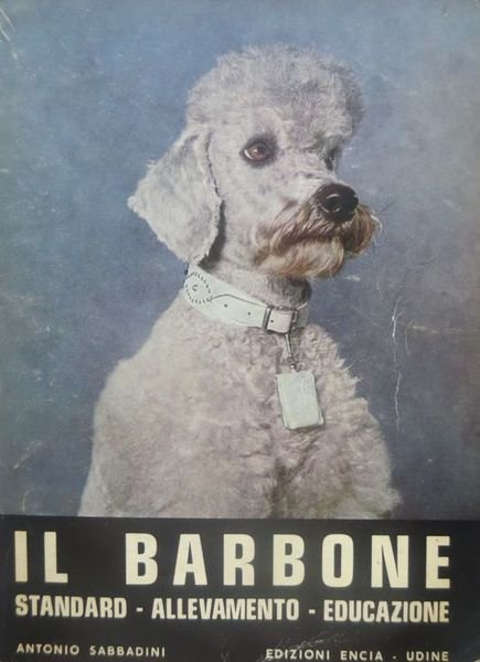 Il barbone: standard, allevamento, educazione. | Immagine principale