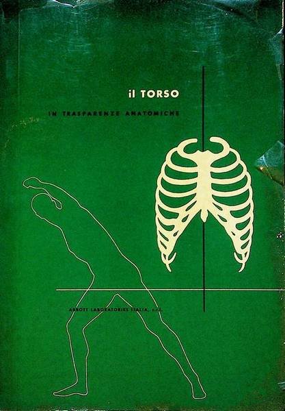 Il torso in trasparenze anatomiche.