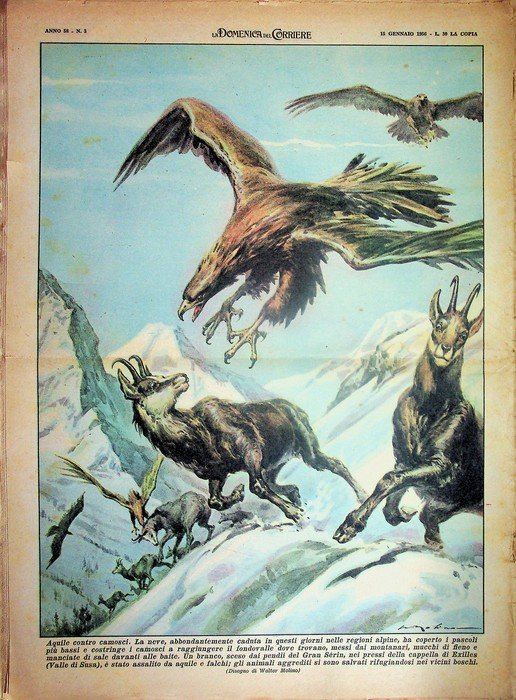 Aquile contro camosci. Un branco, sceso dai pendii del Gran …