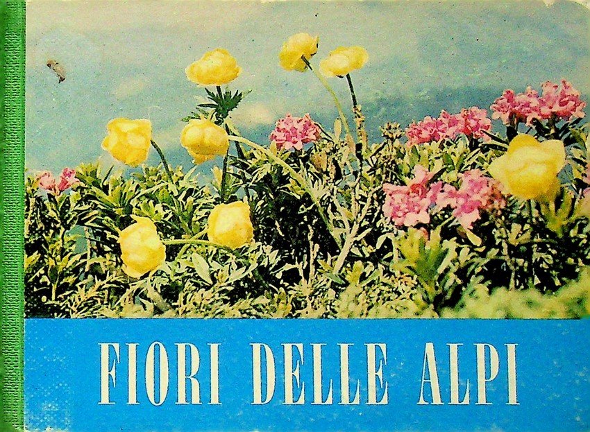 Fiori delle Alpi. | Immagine principale