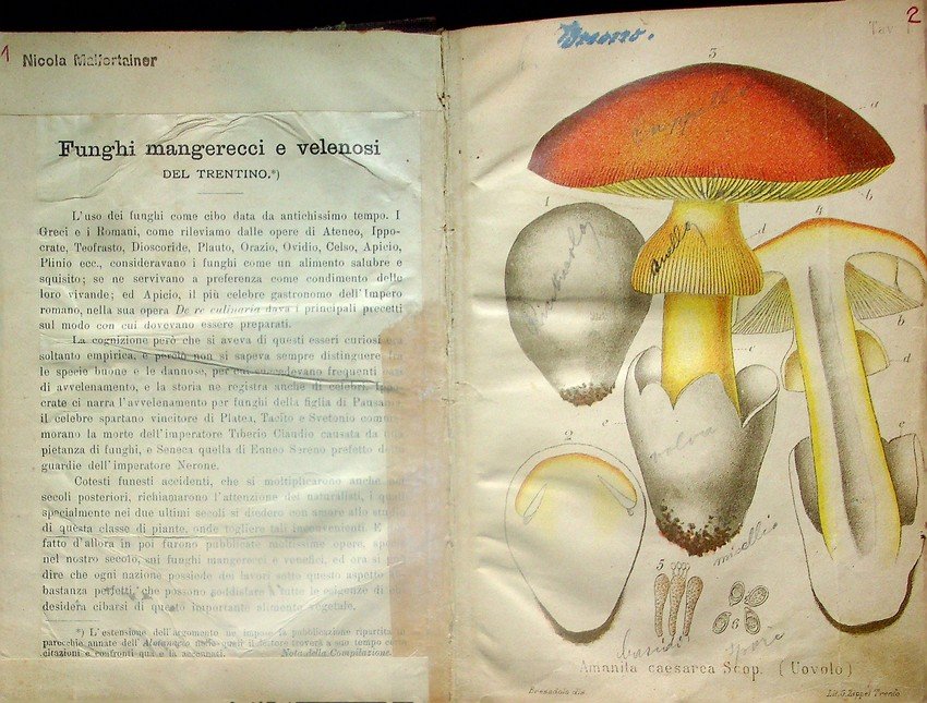 Funghi mangerecci e velenosi del Trentino.