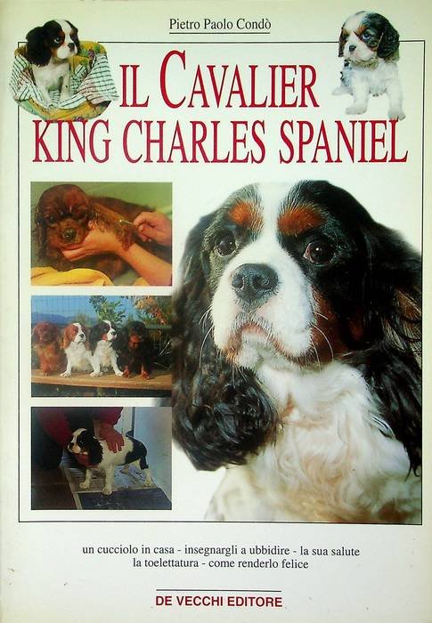 Il cavalier king Charles Spaniel.