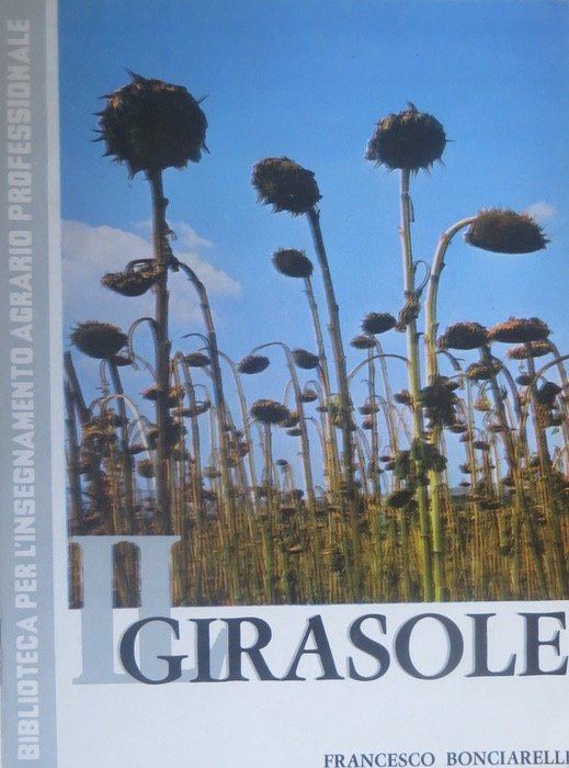 Il girasole.
