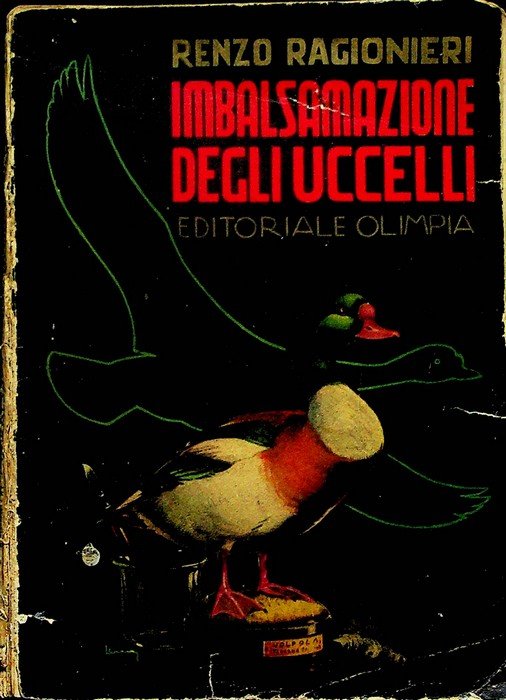 Imbalsamazione degli uccelli.