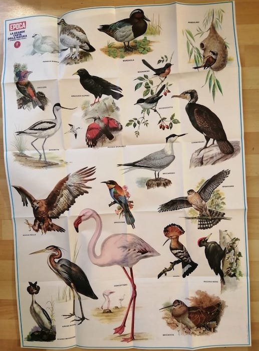La Grande carta della natura: 1. Il mondo degli uccelli.