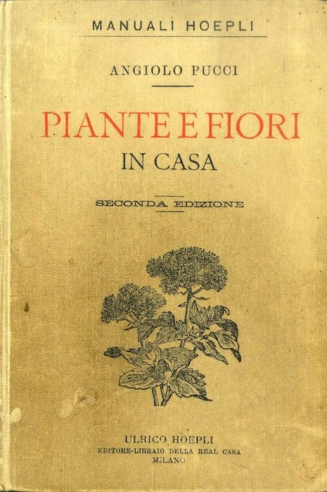 Piante e fiori in casa: sulle finestre, sulle terrazze e …