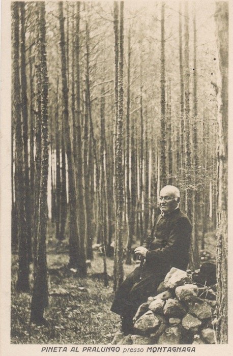 Pineta al Pralungo presso Montagnaga.