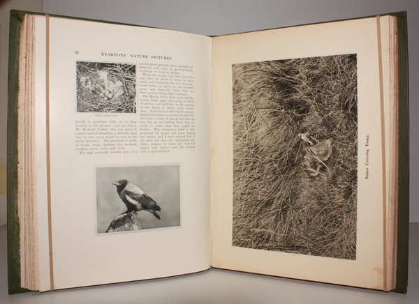 Kearton's Nature Pictures beautifully reproduced in Photogravure, Colour and Black …