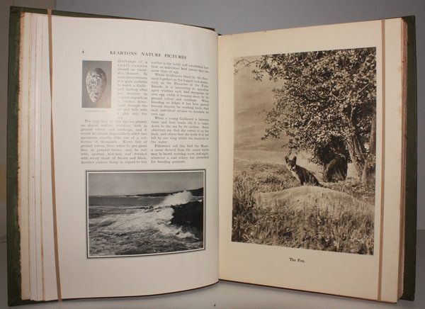 Kearton's Nature Pictures beautifully reproduced in Photogravure, Colour and Black …