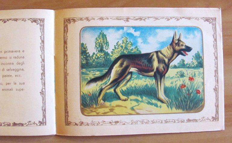 ANIMALI DI TUTTO IL MONDO - I Serie, s.d. anni …